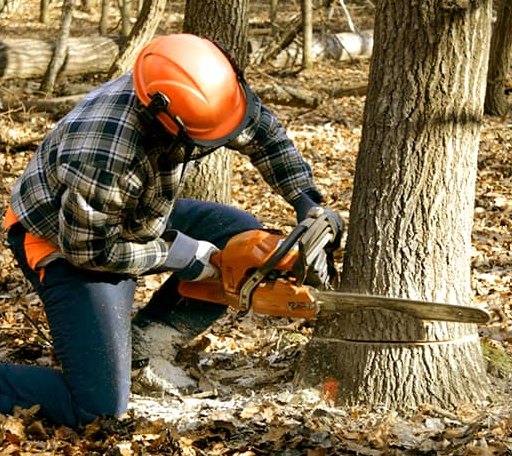 Tree Removal in Fork, SC